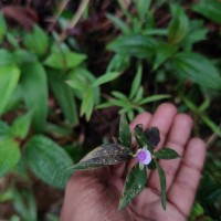 Polygala macrolophos Hassk.