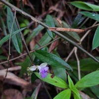 Polygala macrolophos Hassk.
