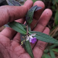 Polygala macrolophos Hassk.