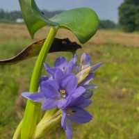 Pontederia vaginalis Burm.f.