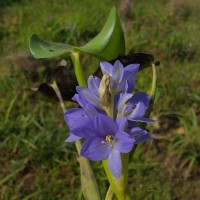 Pontederia vaginalis Burm.f.