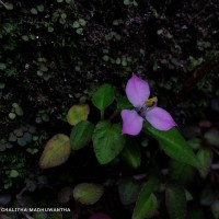 Sonerila silvatica Lundin