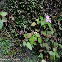 Sonerila silvatica Lundin