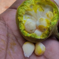 Thespesia populnea (L.) Sol. ex Corrêa