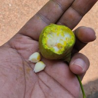 Thespesia populnea (L.) Sol. ex Corrêa