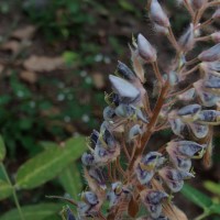 Uraria picta (Jacq.) Desv. ex DC.