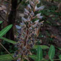 Uraria picta (Jacq.) Desv. ex DC.