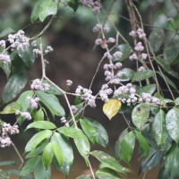 Memecylon grande Retz.