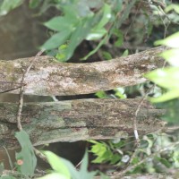 Memecylon grande Retz.