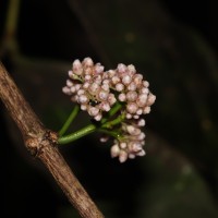 Memecylon grande Retz.