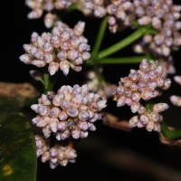 Memecylon grande Retz.