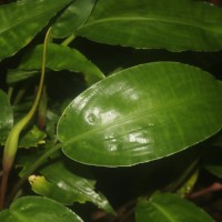 Lagenandra bogneri de Wit