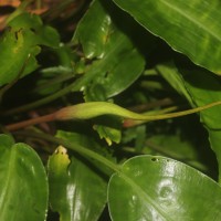 Lagenandra bogneri de Wit