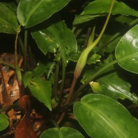 Lagenandra bogneri de Wit