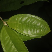 Eugenia insignis Thwaites