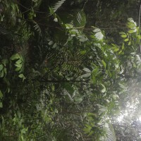 Eugenia insignis Thwaites