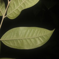 Eugenia insignis Thwaites