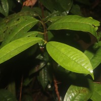 Eugenia insignis Thwaites