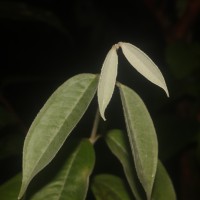 Eugenia insignis Thwaites