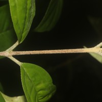 Eugenia insignis Thwaites