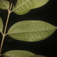 Eugenia insignis Thwaites