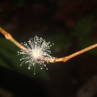 Eugenia rivulorum Thwaites