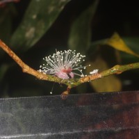 Eugenia rivulorum Thwaites