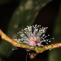 Eugenia rivulorum Thwaites