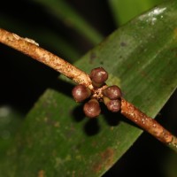 Eugenia rivulorum Thwaites