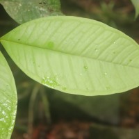 Eugenia rivulorum Thwaites