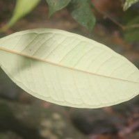 Eugenia rivulorum Thwaites