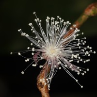 Eugenia rivulorum Thwaites