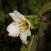 Strobilanthes vestita Nees
