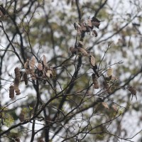 Pericopsis mooniana Thwaites