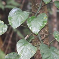 Rhaphidophora pertusa (Roxb.) Schott