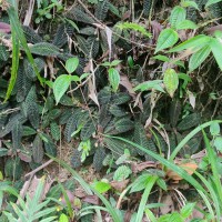 Acrotrema uniflorum var. bullatum (Thwaites) Hook.f. & Thomson