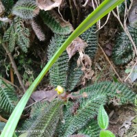 Acrotrema uniflorum var. bullatum (Thwaites) Hook.f. & Thomson