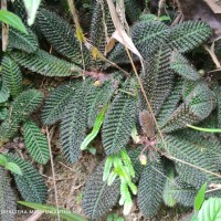 Acrotrema uniflorum var. bullatum (Thwaites) Hook.f. & Thomson