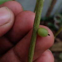 Rhipsalis baccifera (J.S.Muell.) Stearn