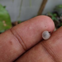 Rhipsalis baccifera (J.S.Muell.) Stearn