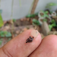 Rhipsalis baccifera (J.S.Muell.) Stearn