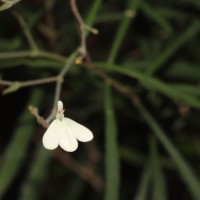 Rhinacanthus flavovirens Amaras. & Wijes.