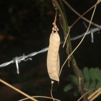 Abrus melanospermus Hassk