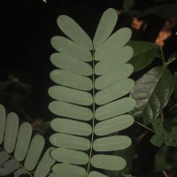 Abrus melanospermus Hassk