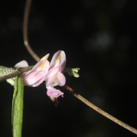 Abrus melanospermus Hassk