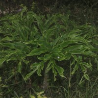 Amorphophallus paeoniifolius (Dennst.) Nicolson