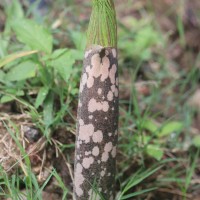 Amorphophallus paeoniifolius (Dennst.) Nicolson