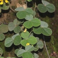 Cajanus albicans (Wight & Arn.) Maesen