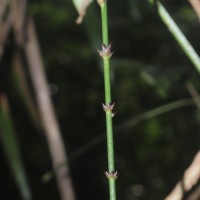 Calamus pseudotenuis subsp. pseudotenuis Becc.