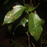 Cinnamomum litsaeifolium Thwaites